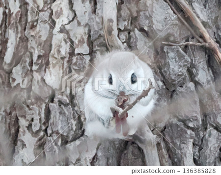 The Siberian flying squirrel, known as the forest fairy The Siberian flying squirrel, known as the forest fairy 136385828