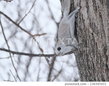 西伯利亞飛鼠，又稱森林精靈。 136385831