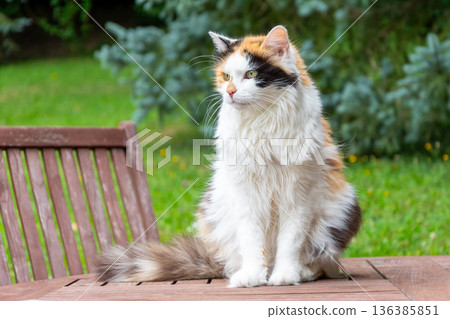 A tricolor cat sits on a wooden table against trees background. 136385851