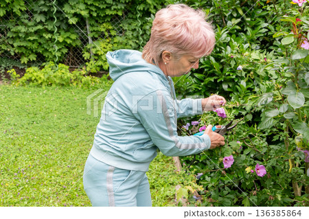A woman bends and removes a flower of an ornamental plant with shears in the garden. 136385864
