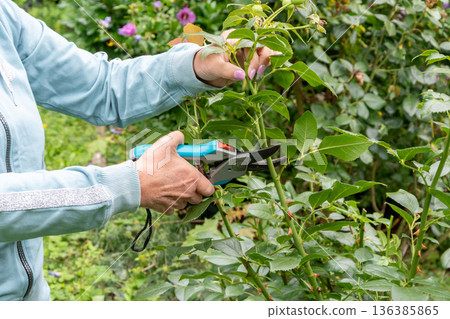 A woman's hands with shears cut a green ornamental plant shoot close up. 136385865