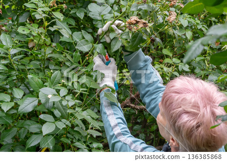 A woman in gloves raises her hands and cuts rose branches with pruning shears. 136385868