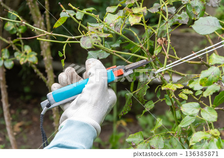 A gloved hand cuts a plant branch with pruning shears in the garden close up. A gloved hand cuts a plant branch with pruning shears in the garden close up. 136385871