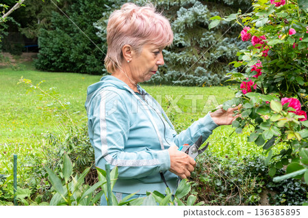 A senior woman inspects a blooming rose bush and holds pruning shears during summer care. 136385895