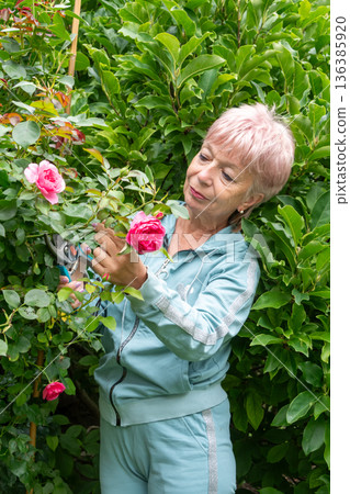 A woman carefully cuts a rose branch with pruning shears among dense green garden bushes. A woman carefully cuts a rose branch with pruning shears among dense green garden bushes. 136385920