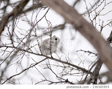 The Siberian flying squirrel, known as the forest fairy 136385955