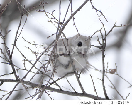 The Siberian flying squirrel, known as the forest fairy The Siberian flying squirrel, known as the forest fairy 136385959