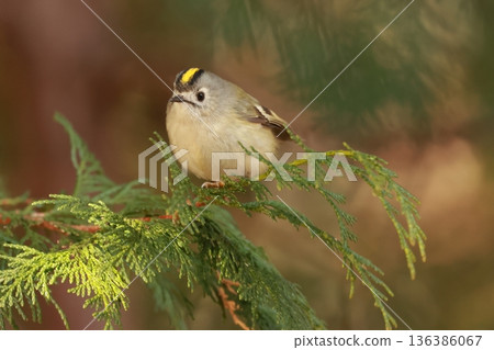 The smallest bird in Japan, the goldcrest, has a yellow chrysanthemum-like top on its head. The smallest bird in Japan, the goldcrest, has a yellow chrysanthemum-like top on its head. 136386067