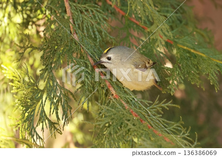 The smallest bird in Japan, the goldcrest, has a yellow chrysanthemum-like top on its head. 136386069