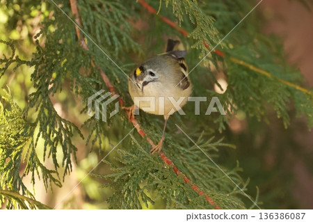 The smallest bird in Japan, the goldcrest, has a yellow chrysanthemum-like top on its head. 136386087