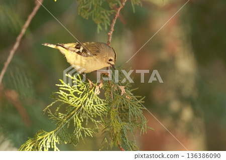 The smallest bird in Japan, the goldcrest, has a yellow chrysanthemum-like top on its head. The smallest bird in Japan, the goldcrest, has a yellow chrysanthemum-like top on its head. 136386090