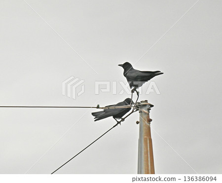 Two crows perched on a power line 136386094