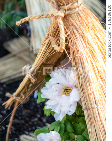 Winter Peony Winter Peony 136386120