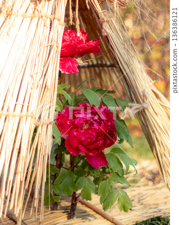 Winter Peony Winter Peony 136386121