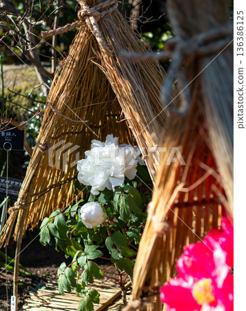 Winter Peony Winter Peony 136386125