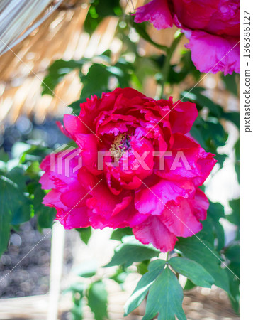 Winter Peony Winter Peony 136386127