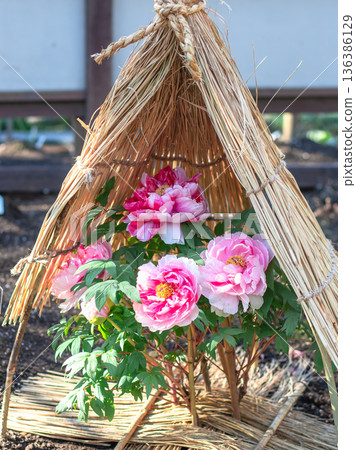 Winter Peony Winter Peony 136386129