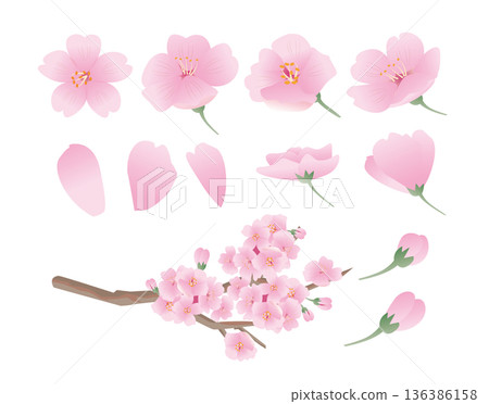 春天的櫻花花瓣 136386158