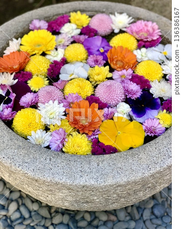 February's flower water fountain (chrysanthemums, gerberas, pansies) at Sugao Shrine in Okazaki, Aichi Prefecture February's flower water fountain (chrysanthemums, gerberas, pansies) at Sugao Shrine in Okazaki, Aichi Prefecture 136386167