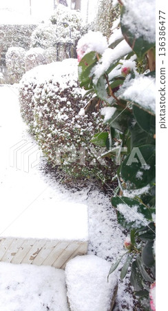 Snow-covered garden and camellia Snow-covered garden and camellia 136386477