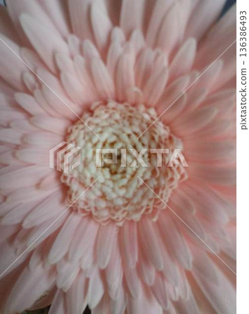 粉紅色非洲菊特寫 粉紅色非洲菊特寫 136386493