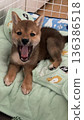 柴犬幼犬用小嘴打哈欠 136386518