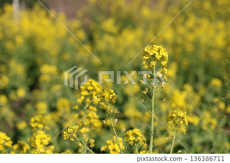 Rapeseed field Rapeseed field 136386711