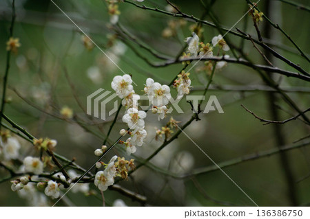 梅花 梅花 136386750