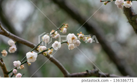 Plum blossoms 136386771