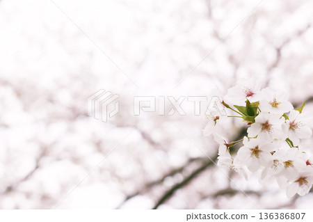 櫻花與複製空間 櫻花與複製空間 136386807