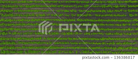 Green ripening soybean field, agricultural landscape. Green ripening soybean field, agricultural landscape. 136386817