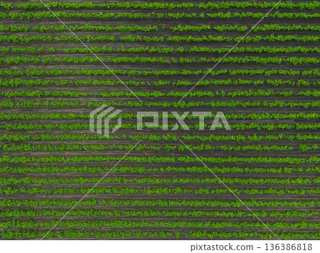 Green ripening soybean field, agricultural landscape.  136386818