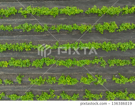 Green ripening soybean field, agricultural landscape. Green ripening soybean field, agricultural landscape. 136386819