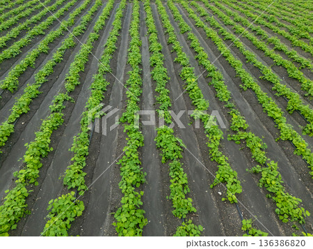 Green ripening soybean field, agricultural landscape. Green ripening soybean field, agricultural landscape. 136386820