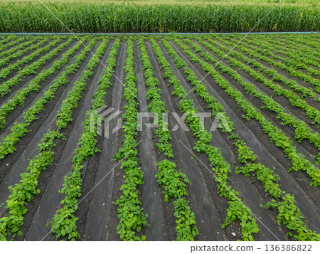 Green ripening soybean field, agricultural landscape. Green ripening soybean field, agricultural landscape. 136386822