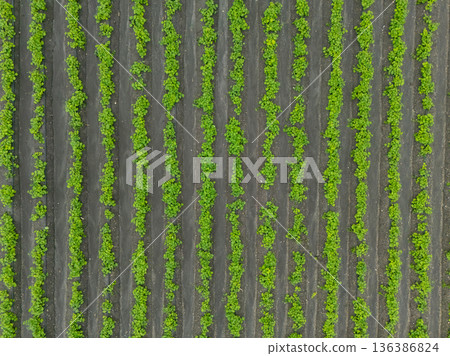 Green ripening soybean field, agricultural landscape. Green ripening soybean field, agricultural landscape. 136386824