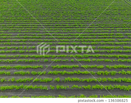 Green ripening soybean field, agricultural landscape. Green ripening soybean field, agricultural landscape. 136386825