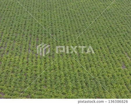 Green ripening soybean field, agricultural landscape. Green ripening soybean field, agricultural landscape. 136386826
