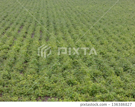Green ripening soybean field, agricultural landscape. Green ripening soybean field, agricultural landscape. 136386827