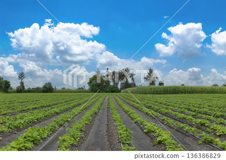 Green ripening soybean field, agricultural landscape.  136386829
