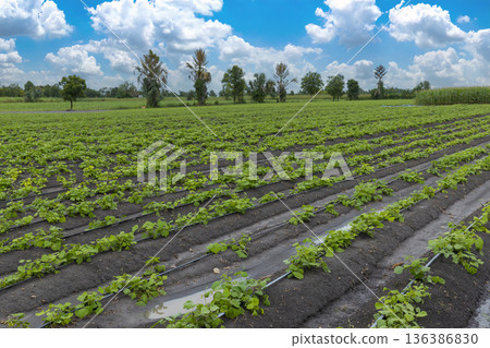 Green ripening soybean field, agricultural landscape. Green ripening soybean field, agricultural landscape. 136386830