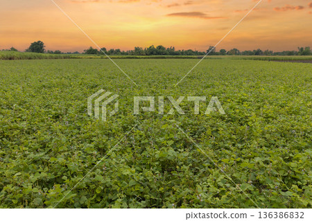 Green ripening soybean field, agricultural landscape.  136386832