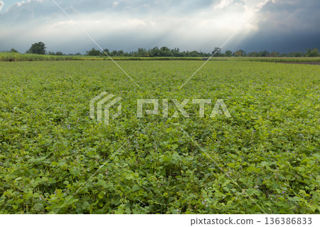 Green ripening soybean field, agricultural landscape.  136386833