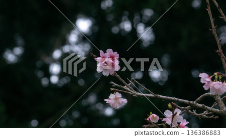 Cherry blossoms Cherry blossoms 136386883