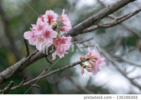 Cherry blossoms Cherry blossoms 136386888