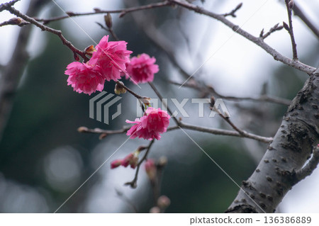 Cherry blossoms Cherry blossoms 136386889