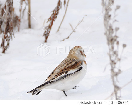 The cute snow bunting that arrived The cute snow bunting that arrived 136386895