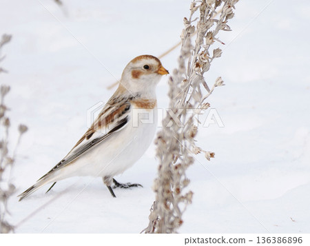 The cute snow bunting that arrived The cute snow bunting that arrived 136386896
