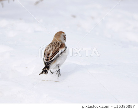 The cute snow bunting that arrived The cute snow bunting that arrived 136386897