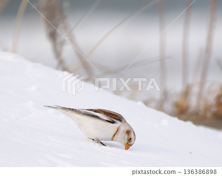 The cute snow bunting that arrived The cute snow bunting that arrived 136386898